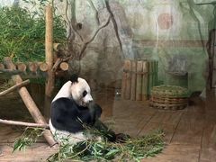 -深圳野生动物园