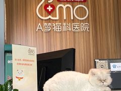 -御宝贝·A梦猫科宠物医院(国际猫友好医院)