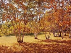 -塞罕坝国家级自然保护区