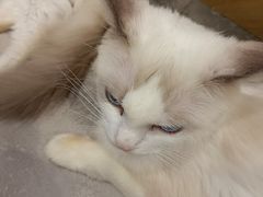 -楼上猫咖(罗湖店)