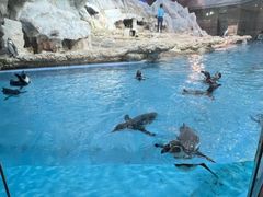 -帝企鹅自助餐厅•儿童岛•真企鹅(长隆企鹅酒店)