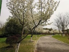 -贡湖湾湿地公园