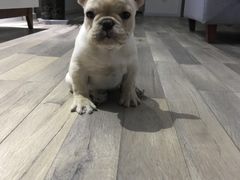 -找不到凉面(新都粮食局毗河油厂职工宿舍大院店)