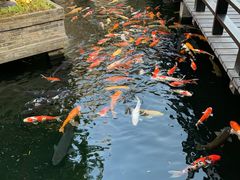景观位-猪肉婆私房菜(容桂总店)