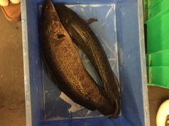 -龙继斑鱼庄(犀浦店)