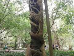 -中国科学院西双版纳热带植物园