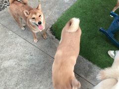 -柴犬高等学院·狗咖·柴犬售卖·宠物训练