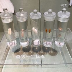 -太湖雪蚕桑文化园