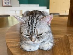 -飞行喵MR PILOT|猫舍·猫咖(静安大融城店)