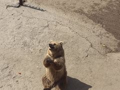 -哈尔滨北方森林动物园