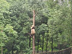 -都江堰中华大熊猫苑