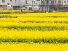 -西京湾花海