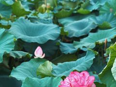 -荷塘月色湿地公园·向阳花洲