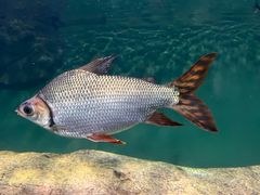 -上海海洋水族馆