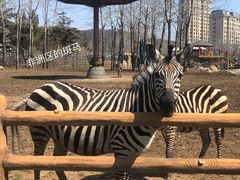 -大连森林动物园