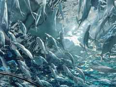 -上海海洋水族馆