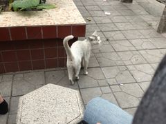 -宋少帝陵