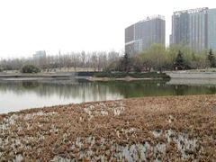 -大望京公园