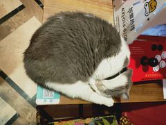 -猫色咖啡·猫咖