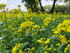 -长白岛森林公园