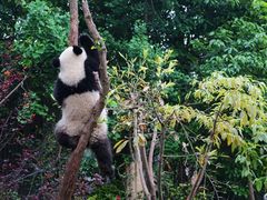 -成都大熊猫繁育研究基地