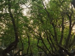 -颐和路民国时期公馆风貌区