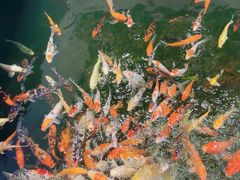 -龙悦湾酒家·八阵鱼生·渔人码头店