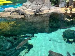 -上海海洋水族馆