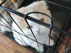 -志龙皇冠吃货椰子铺