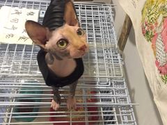 -猫色咖啡·猫咖