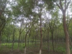 -西青郊野公园