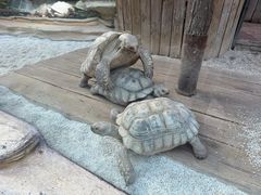 -大连森林动物园