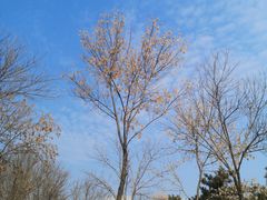 -大兴滨河森林公园