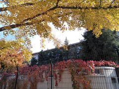 -三里屯东五街银杏大道