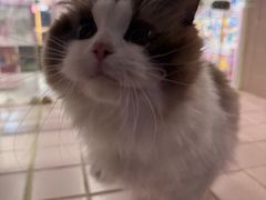 -FAELING PETS美天灵宠物(富力广场店)