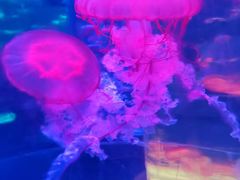 -秦皇岛新澳海底世界
