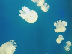 -迪拜水族馆及水下动物园