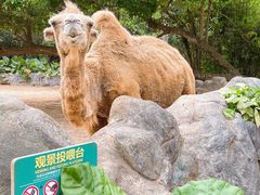-海南热带野生动植物园