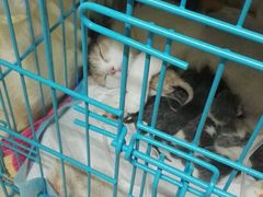 -瑞鹏宠物医院·微创内窥镜·骨外科·牙科(翠竹分院)