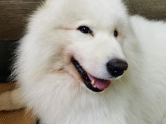 -爱侣宠医·鹦鹉专科·小型哺乳类·异宠专科(灵石路店)