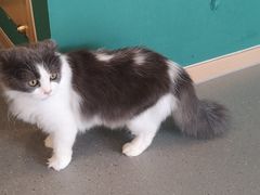 -飞行喵MR PILOT|猫舍·猫咖(静安大融城店)