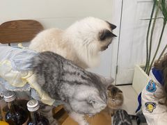 -共舞时光猫咖·狗咖(新街口店)
