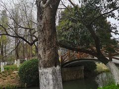 -青枫公园