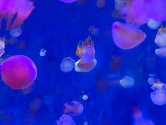 -海合安青岛极地海洋公园