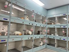-萌宠之家·腊肠犬·马尔泰·小体犬舍