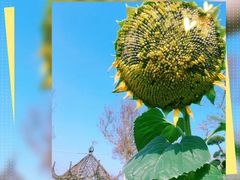 -武汉紫薇都市田园