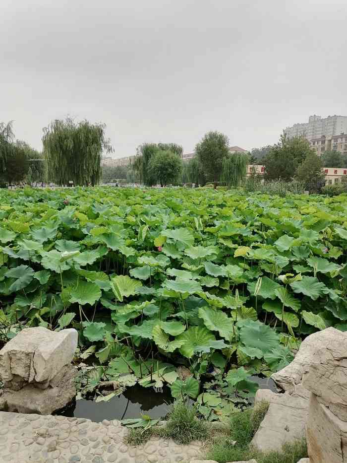 元南公园-"这个公园水很多,好大一片水,环境很好,夏."-大众点评移动版