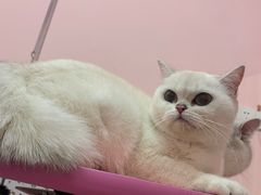 -宠屋宠物美容店