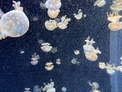 -新加坡海洋生态馆