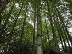 -上海醉白池公园